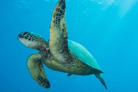 Buceo en tierra certificado en Maui desde Lahaina