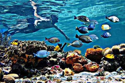 Reef Snorkel & Ocean Paddle Adventure i Fort Lauderdale Beach