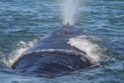 Tour privado de avistamiento de ballenas en temporada desde Ciudad del Cabo