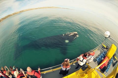 Underwater Whale Watching in Puerto Piramides