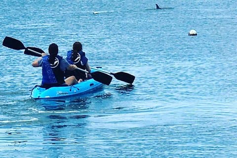 Stand Up Paddle Board Rental