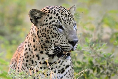 Tour privado: Parque Nacional YALA desde SHANGRI-LA, Hambanthota