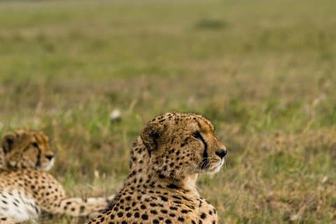 7 dagar Amboseli nationalpark och Maasai Mara Safari