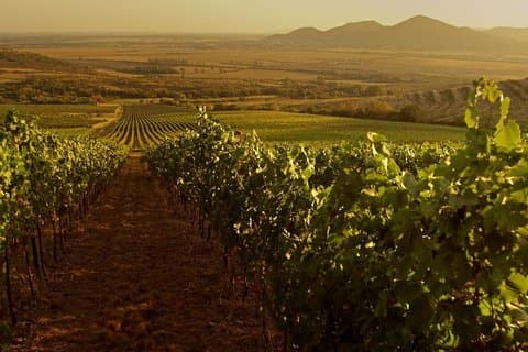 Grand Wine Tasting Tour of Eger and Tokaj