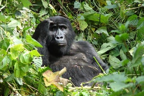 6 Tage Gorilla Tracking und Wildlife Safari