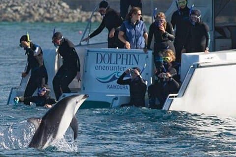 2-daagse Kaikoura walvis- en dolfijnentour vanuit Christchurch