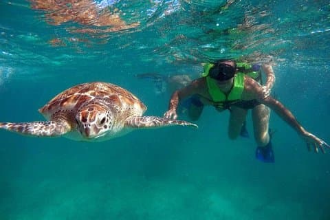 Tulum-ruinerne svømmer med skildpadder i Akumal og Cenote