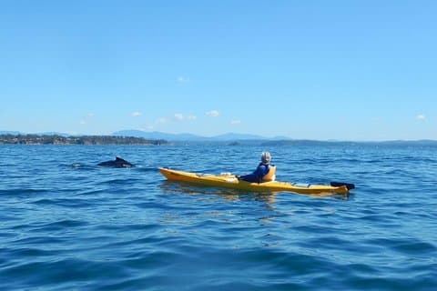 Whale Watching by Sea Kayak in Batemans Bay