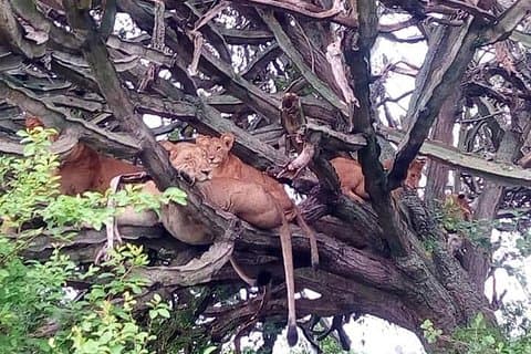 4-daagse wandeltochten in Amazing Wildlife en Crater Lake