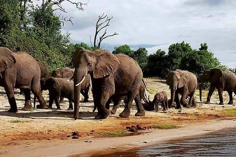 Game Drive in Zambezi National Park Ochtend of middag