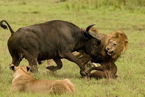 Unforgettable 10 - Safari d'une journée en famille en Tanzanie