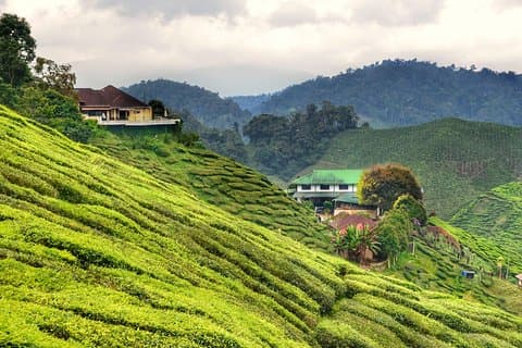 Excursion d'une journée dans les Cameron Highlands