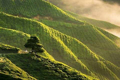 Cameron Highlands City zum Flughafen Kuala Lumpur