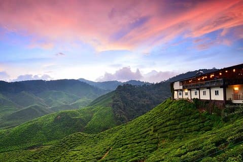 Cameron Highlands Ganztagestour