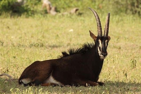 6-daagse Masai Mara, Nakuru, Amboseli Budget Deelnemen aan Safari
