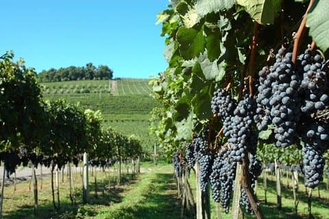 Privat tur i Vale dos Vinhedos i Bento Gonçalves RS