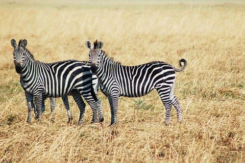 3 días 2 noches Increíble experiencia Amboseli.