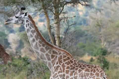 Safari de Experiência de 12 dias no Quênia e Tanzânia