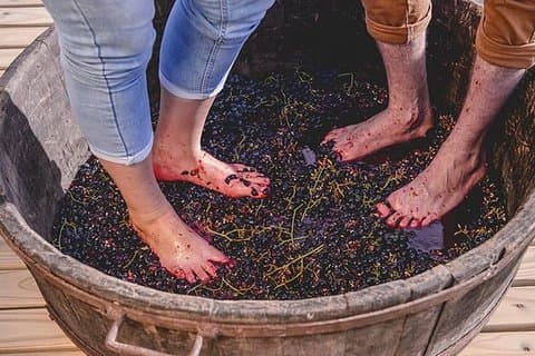 Grape harvest and pressing in Bento Gonçalves RS
