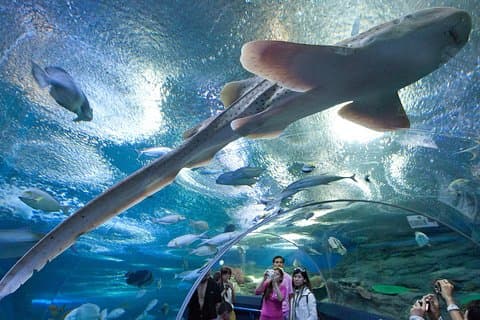 Unterwasserwelt in Pattaya Eintrittskarte