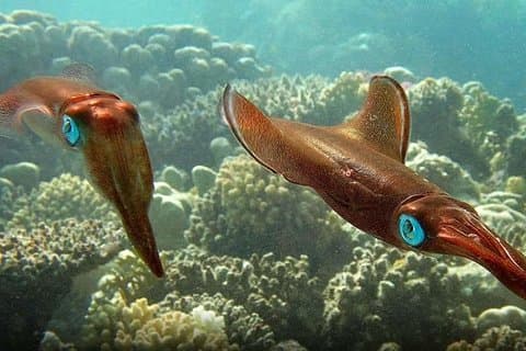 Excursion de plongée en apnée sur l'île de Mahmya au départ d'Hurghada