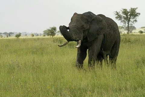 3 días de safari al parque nacional de Mikumi