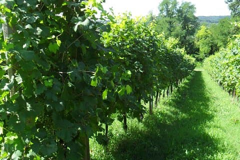 Luxury Private Prosecco Hills Wine Experience