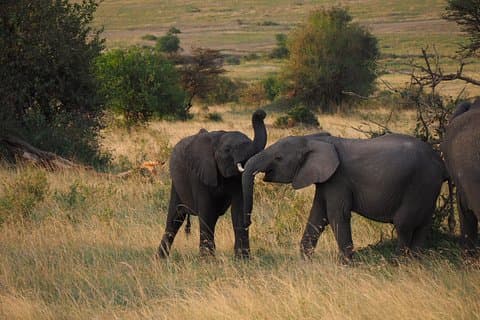 4 Tage Amboseli Naivasha