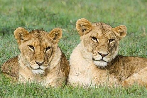 5-dagars Ol Pejeta-sjön Nakuru-Masai Mara privat safari