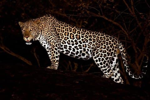 Safari nocturne avec dîner dans la brousse : Zone tampon du parc national de Yala