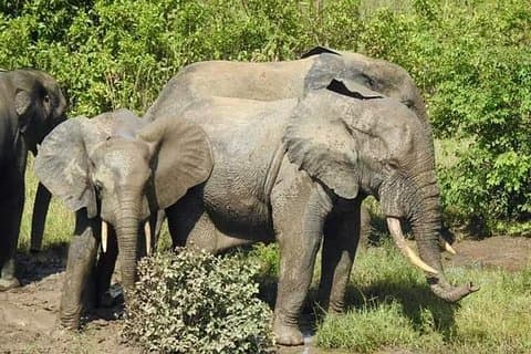 2 jours (1 nuit) Ghana must go Elephants Safari at Mole