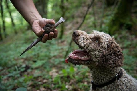 Discovery of the world of Truffles and tasting