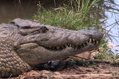Découvrez le parc Analamazaotra et Ankanin'ny Nofy