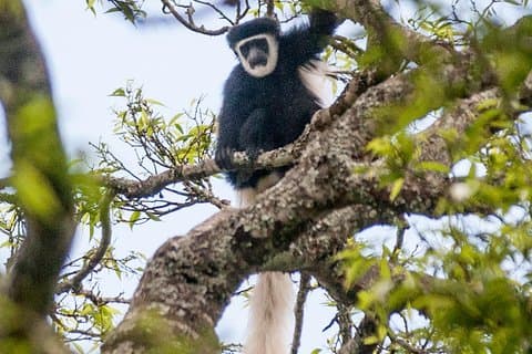 Tagesausflug in den Arusha Nationalpark