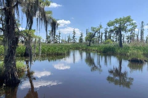ニューオーリンズ小グループエアボート沼地ツアー