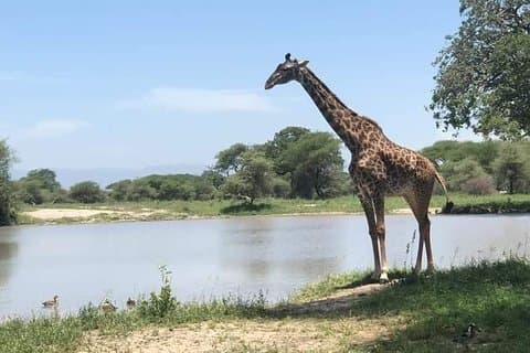 5日間アンボセリツァボ国立公園