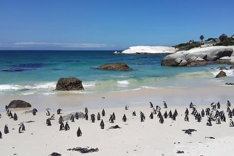 Cape Peninsula Day Tour