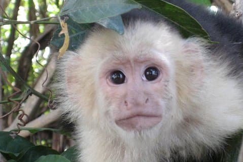 Safari privato in barca Palo Verde : fauna selvatica + pranzo incluso
