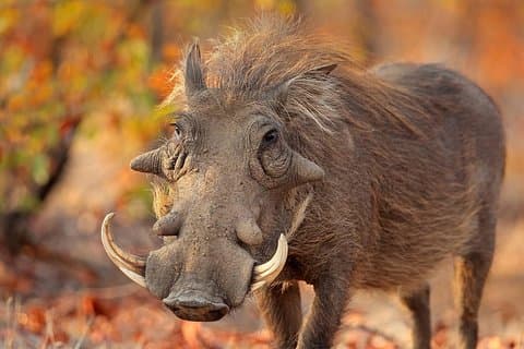 6 dias de safári Masai Mara-Serengeti NP-Ngorongoro Hakuna Matata