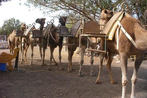 Spring over linjen: Camel Park Tenerife-billet