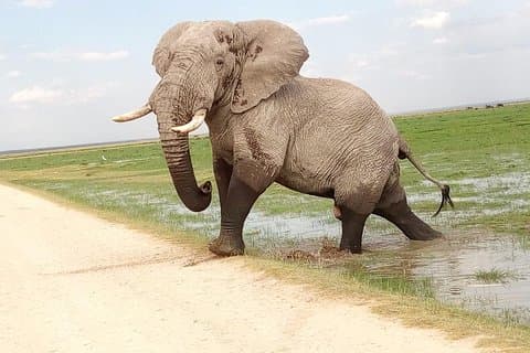 Tsavo Est & Ouest, Amboseli 5jours de Mombasa