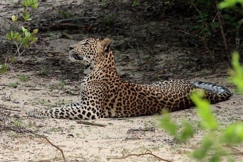All Inclusive Wilpattu National Park Safari Day Tour from Colombo & Negombo