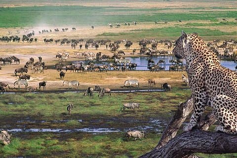 Safari de camping privé de 4 jours dans les parcs nationaux du Serengeti, de Ngorongoro et de Tarangire