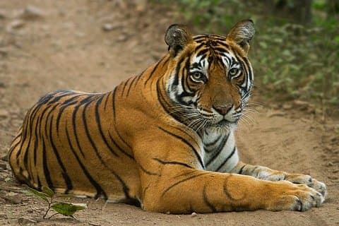 Taj, Tiger, Fort & Mansions (9 dages privat turné)