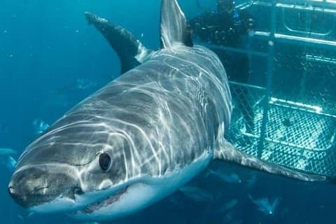 Tour dell'attrazione di 3 giorni a Città del Capo: immersioni con gli squali, penisola del Capo e degustazione di vini