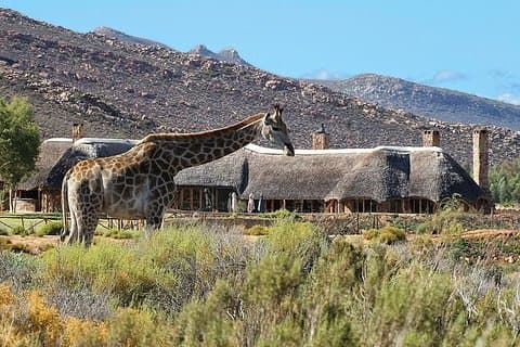 Cape Town,Aquila Safari Game Reserve Overnight & Accommodation