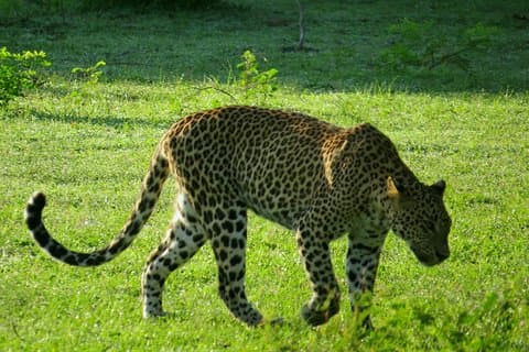 Yala National Park Safari från Ella