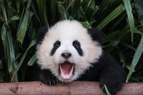 Tour privado de pandas con clase de cocina Viaje de un día