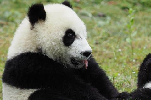 Tour di un giorno alla base di Chengdu Panda e alle attrazioni della città