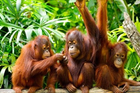 Orang Utan Island Perak Day Tour (privat)